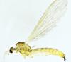 Molophilus griseus